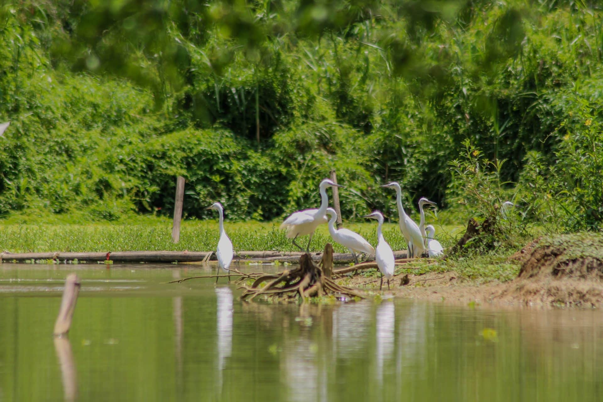 Grupo de garzas blancas junto a un río rodeado de vegetación en Vietnam, reflejando la vida silvestre en su hábitat natural.