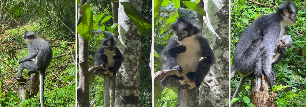 Collage de langures de Thomas en la selva de Bukit Lawang, Indonesia