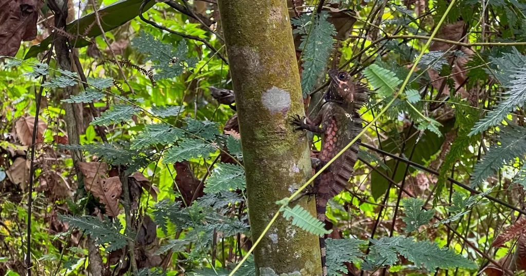 Lagarto trepando un árbol en la selva de Sumatra, camuflado entre la vegetación