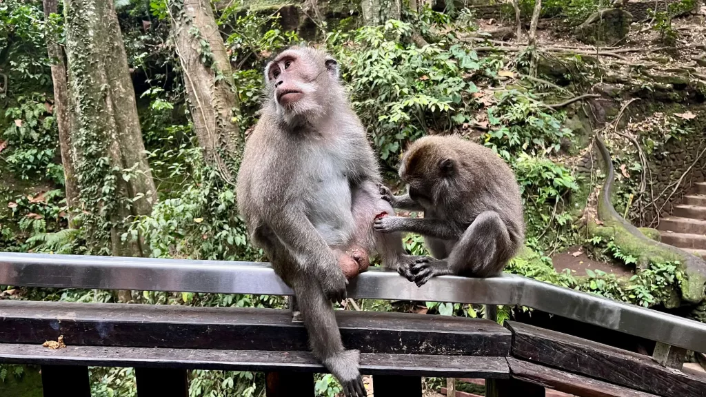 Monos en el Monkey Forest de Ubud, Bali