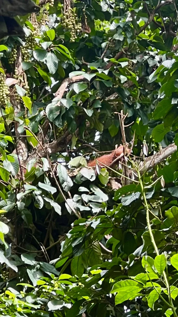 Orangután descansando en lo alto de un árbol en la selva de Bukit Lawang