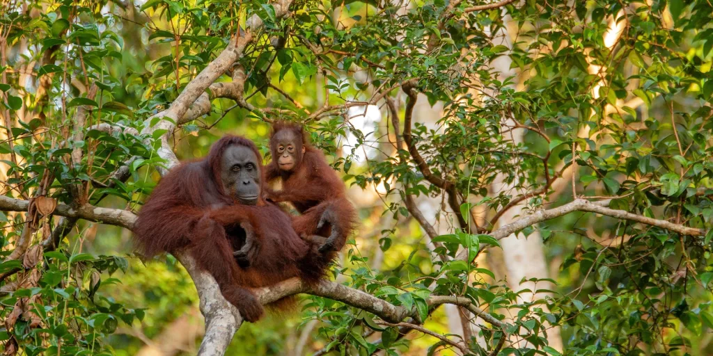 Madre orangután con su cría descansando en la selva de Bukit Lawang