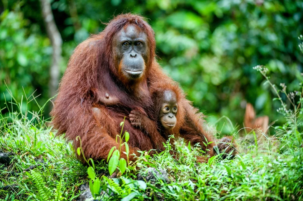Orangutanes en libertad en la selva de Bukit Lawang, madre con su cría