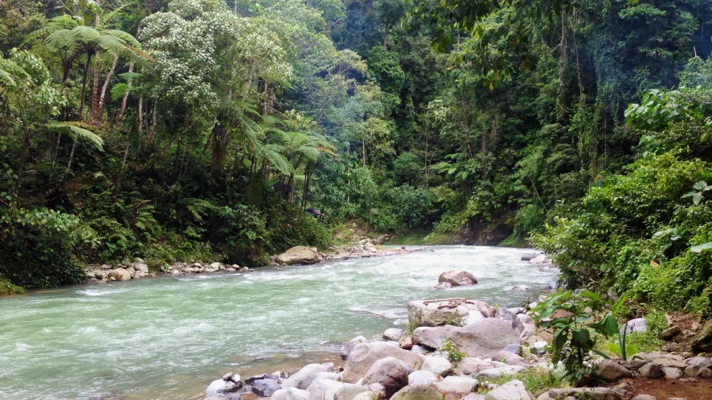 Río rodeado de selva tropical en Bukit Lawang, Indonesia