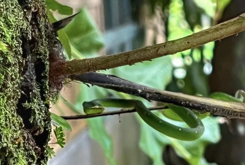 Serpiente verde camuflada entre las ramas en la selva de Bukit Lawang