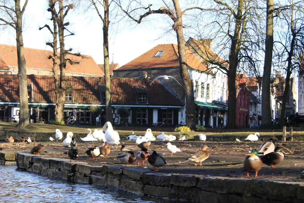 Cisnes y patos en el Lago del Amor de Brujas, conocido como Minnewater.
