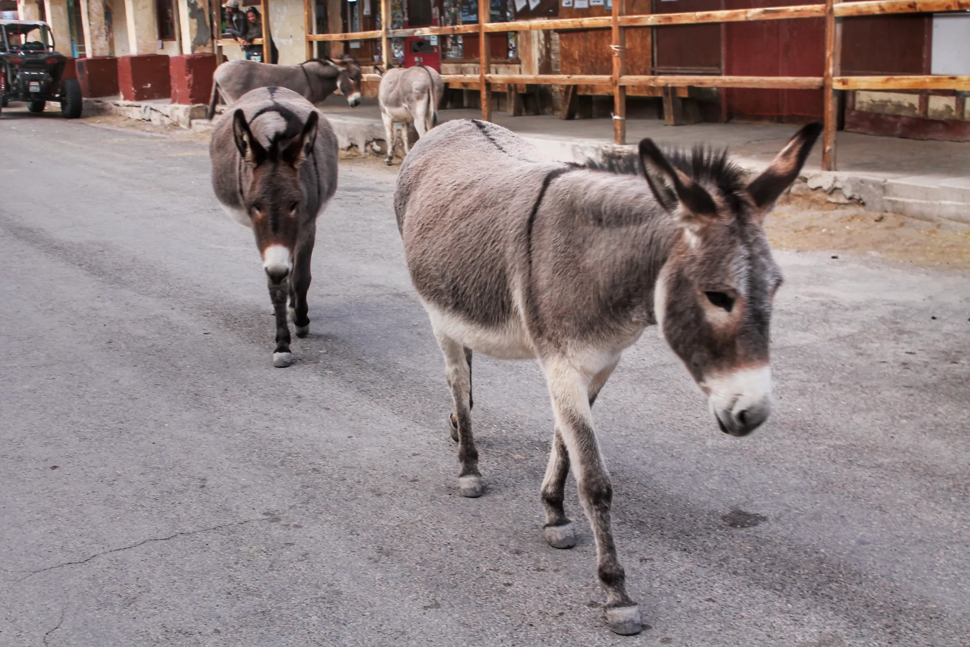 Burros paseando por Oatman en la Ruta 66