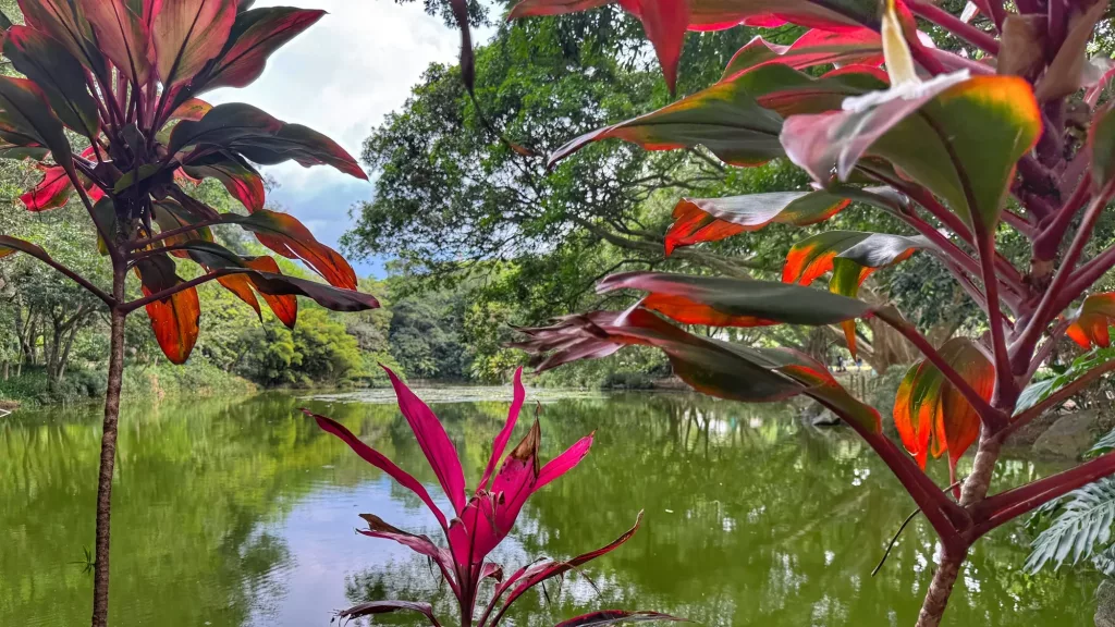 Lago rodeado de vegetación en el Jardín Botánico de Medellín