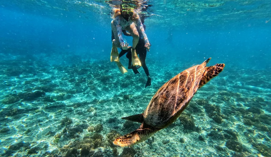 Nadando con tortugas en Gili Air, una experiencia inolvidable en Indonesia.