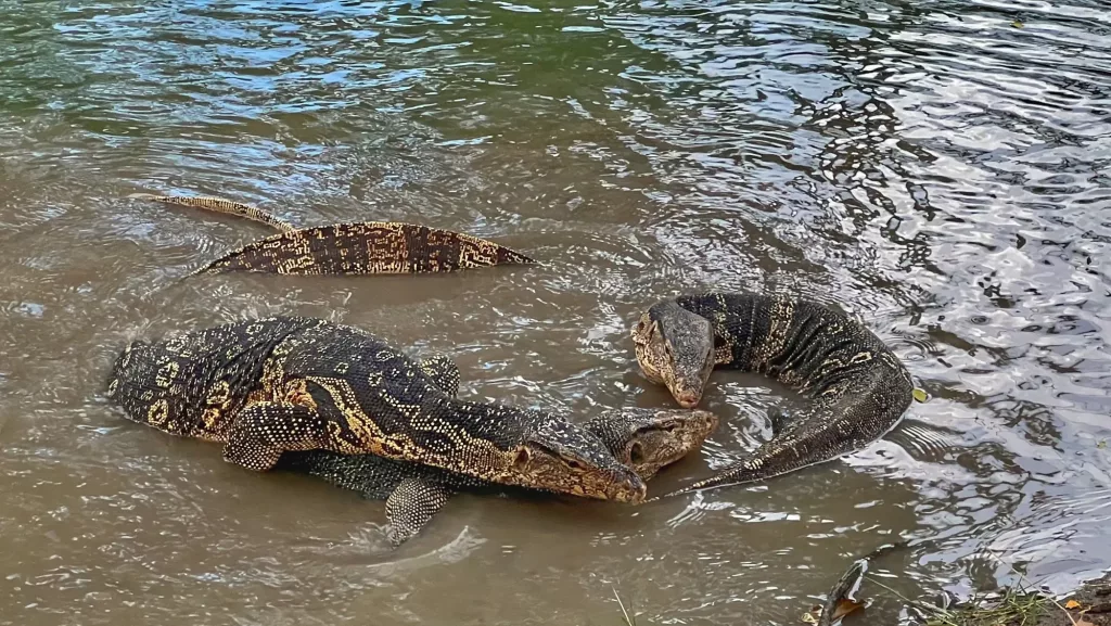 Varanos en el Parque Lumpini de Bangkok