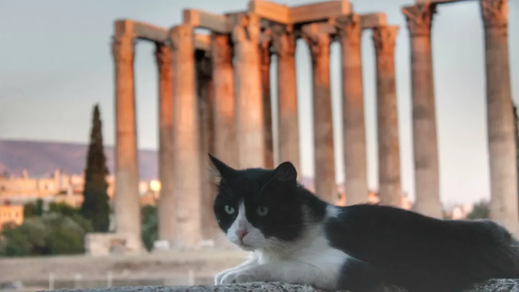 Gato curioso frente al Templo de Zeus en Atenas al atardecer