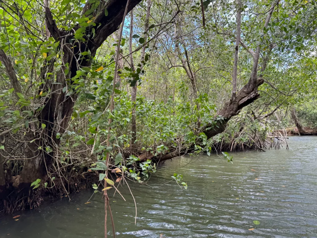 Manglares del Parque Nacional Los Haitises, República Dominicana