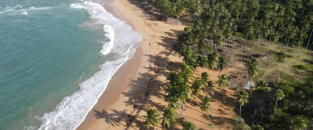 Playa Lanza del Norte en República Dominicana, vista aérea con palmeras y arena dorada junto al mar Caribe